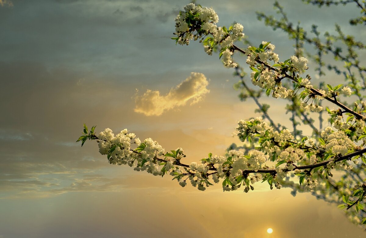 Весенние зарисовки ... - Ravile 