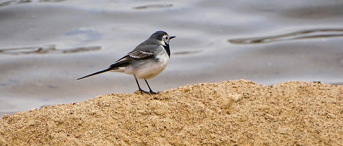 Трясогузка на озёрном берегу. - Милешкин Владимир Алексеевич 