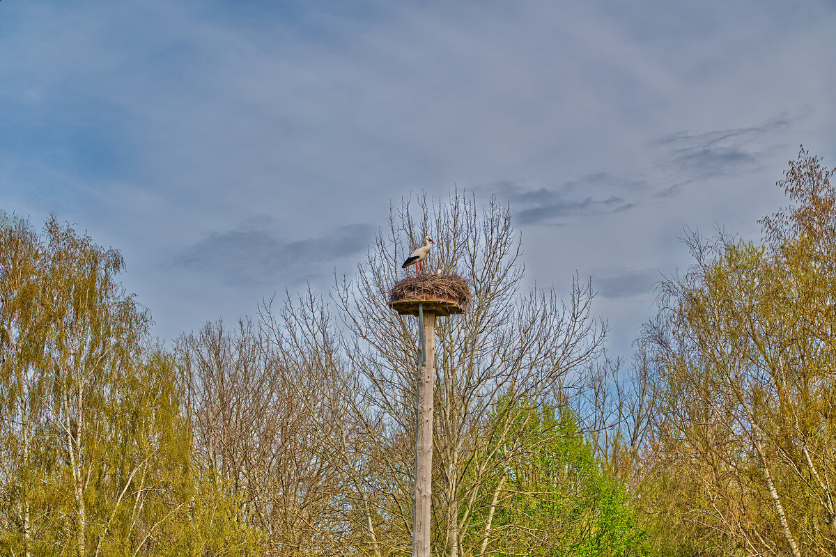 (°-°) - Jakob Dick