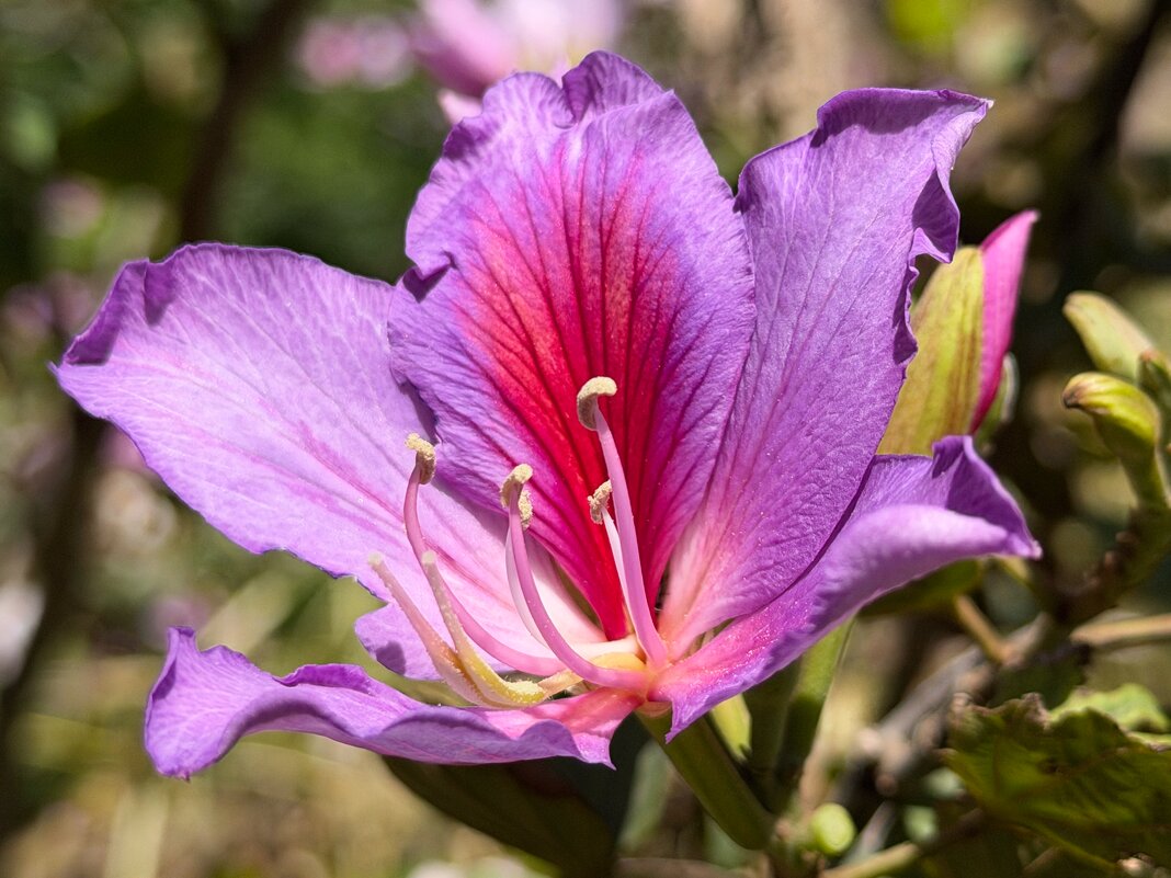 Орхидейное дерево - Александр Деревяшкин