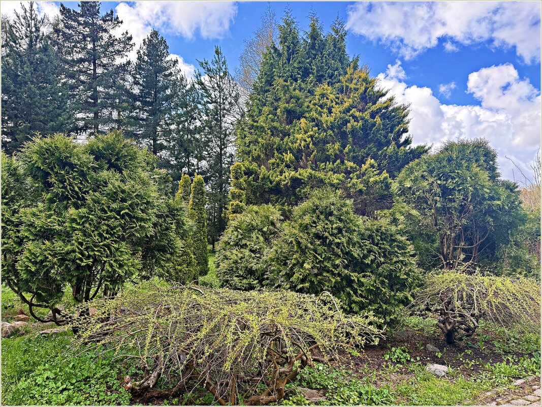 В Ботаническом саду. - Валерия Комова