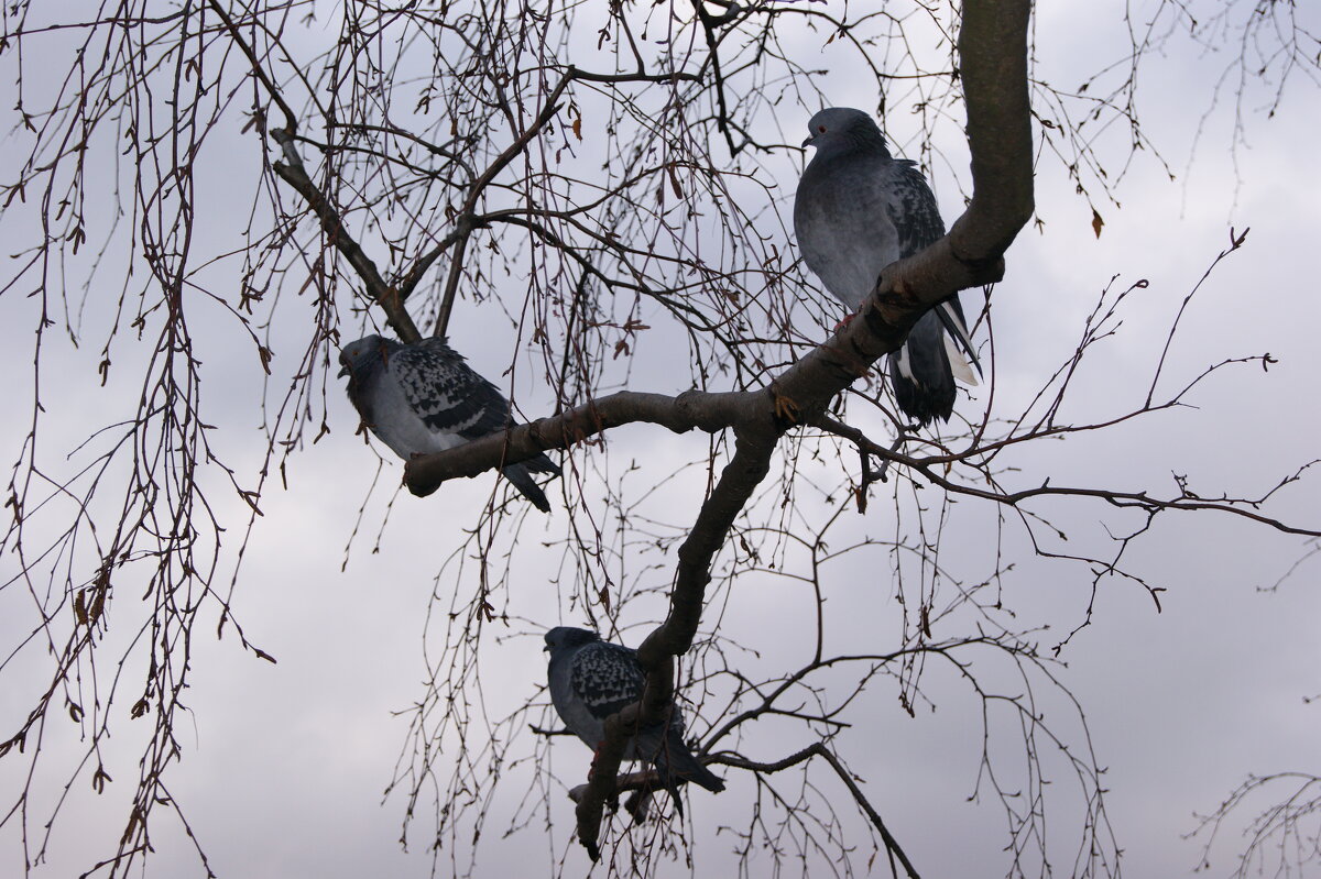 Вот-вот и ВЕСНА - Виктор Никитенко