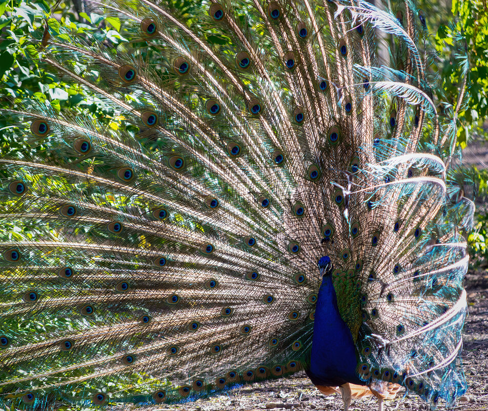 Павлин - Игорь Протасов