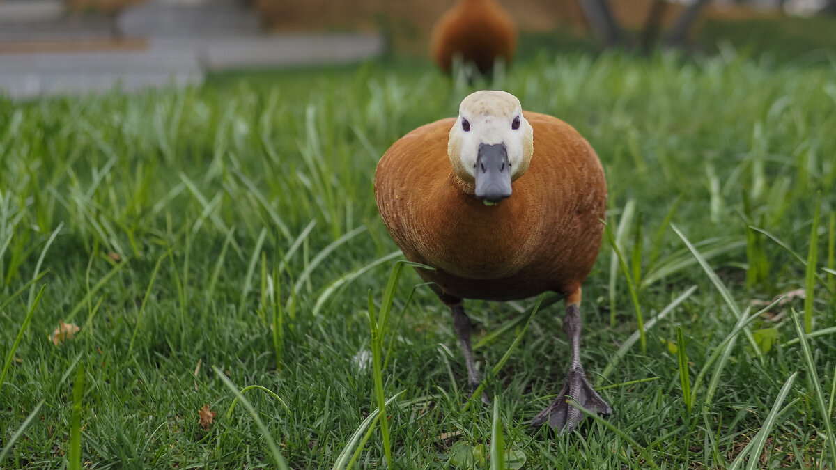 Из Жизни Пернатых - юрий поляков