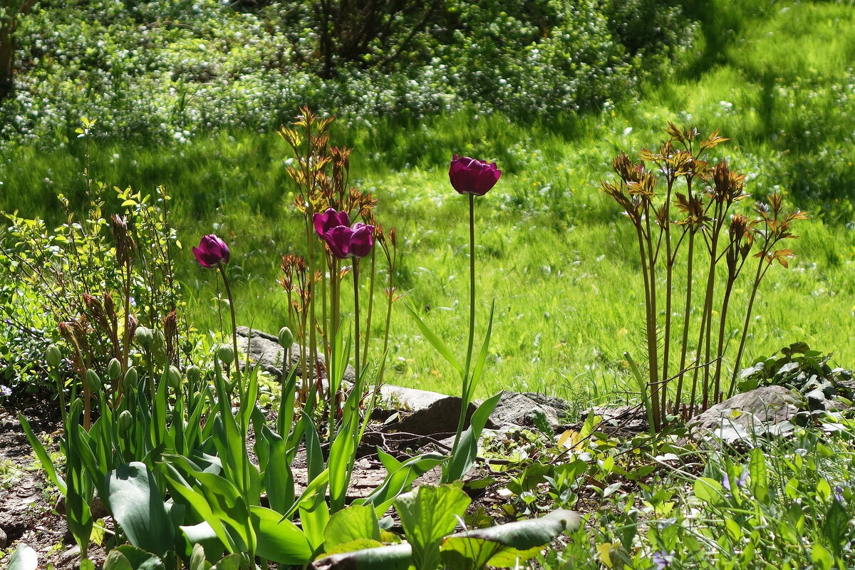 Тюльпаны - Рита Симонова