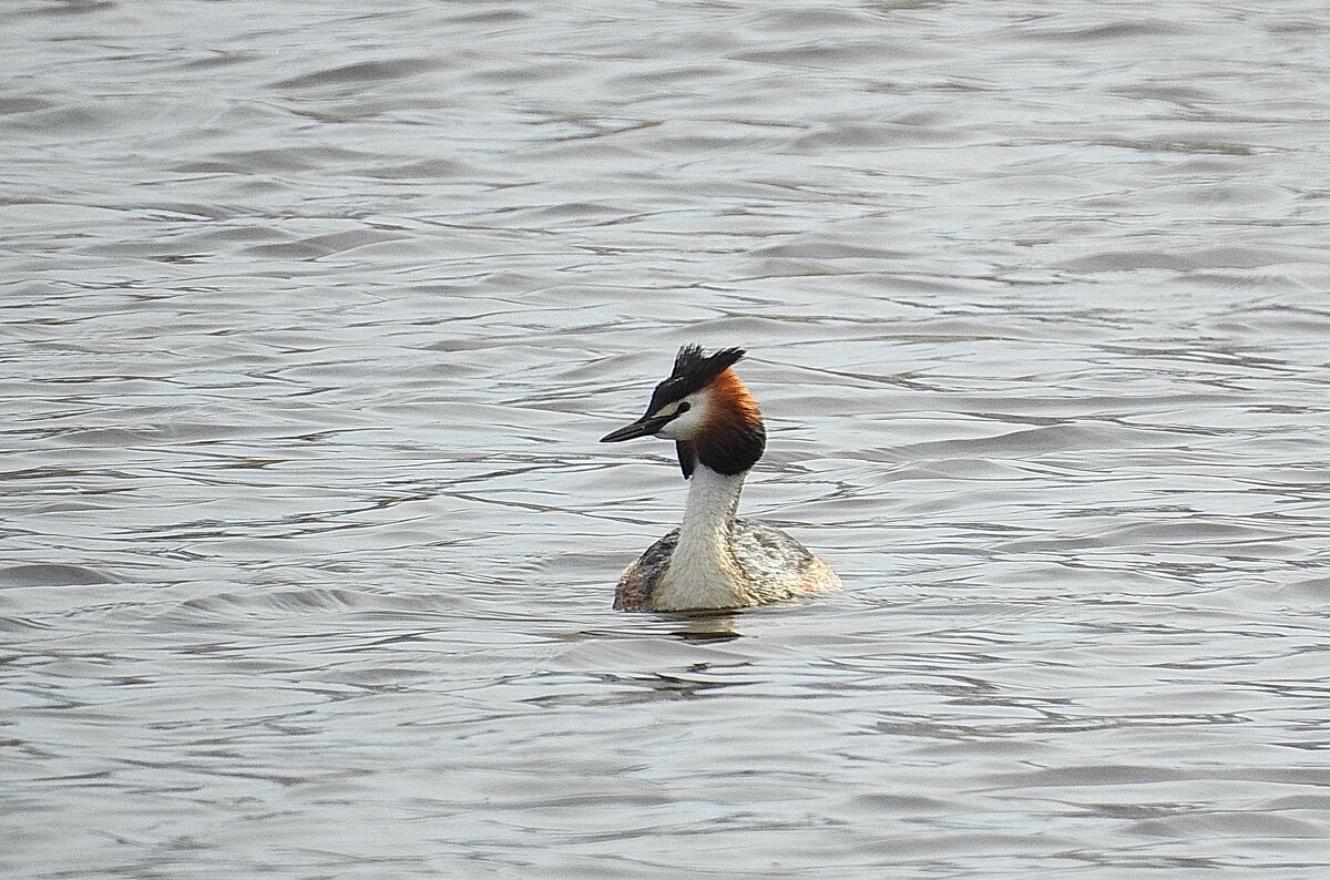 весенние зарисовки - ИННА ПОРОХОВА