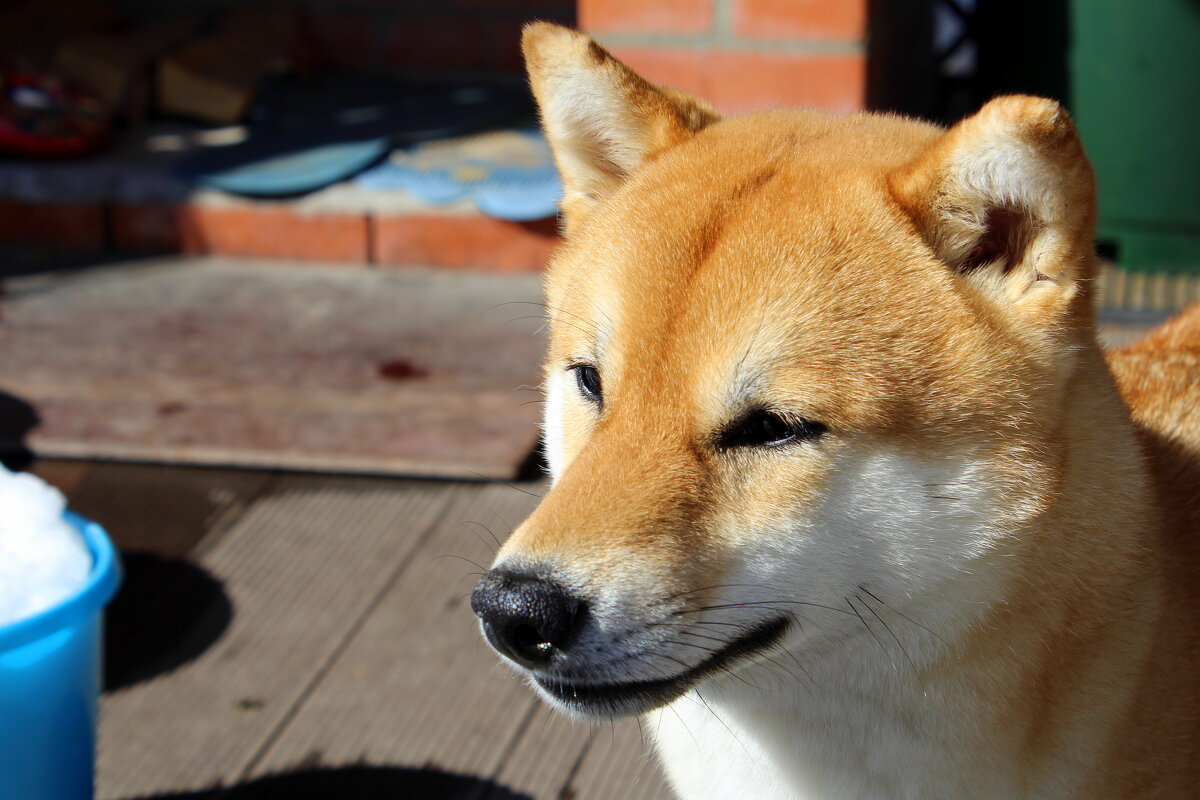 Рэй - на даче - Татьяна Лютаева