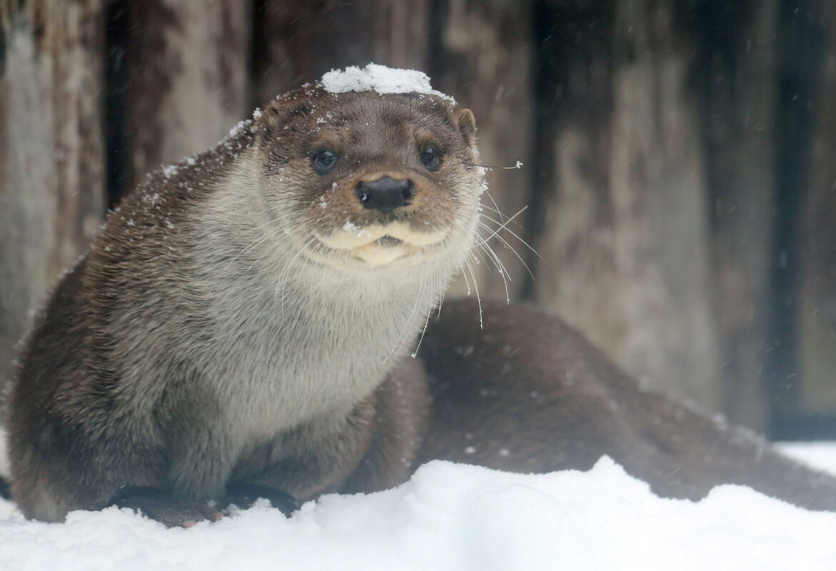выдра - Михаил Бибичков