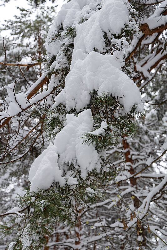 Снег на ветке - Александр Синдерёв