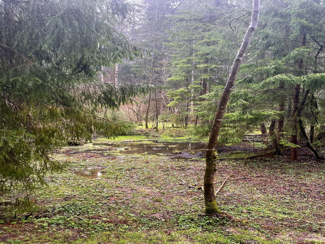 В лесу - Андрей Л. В.