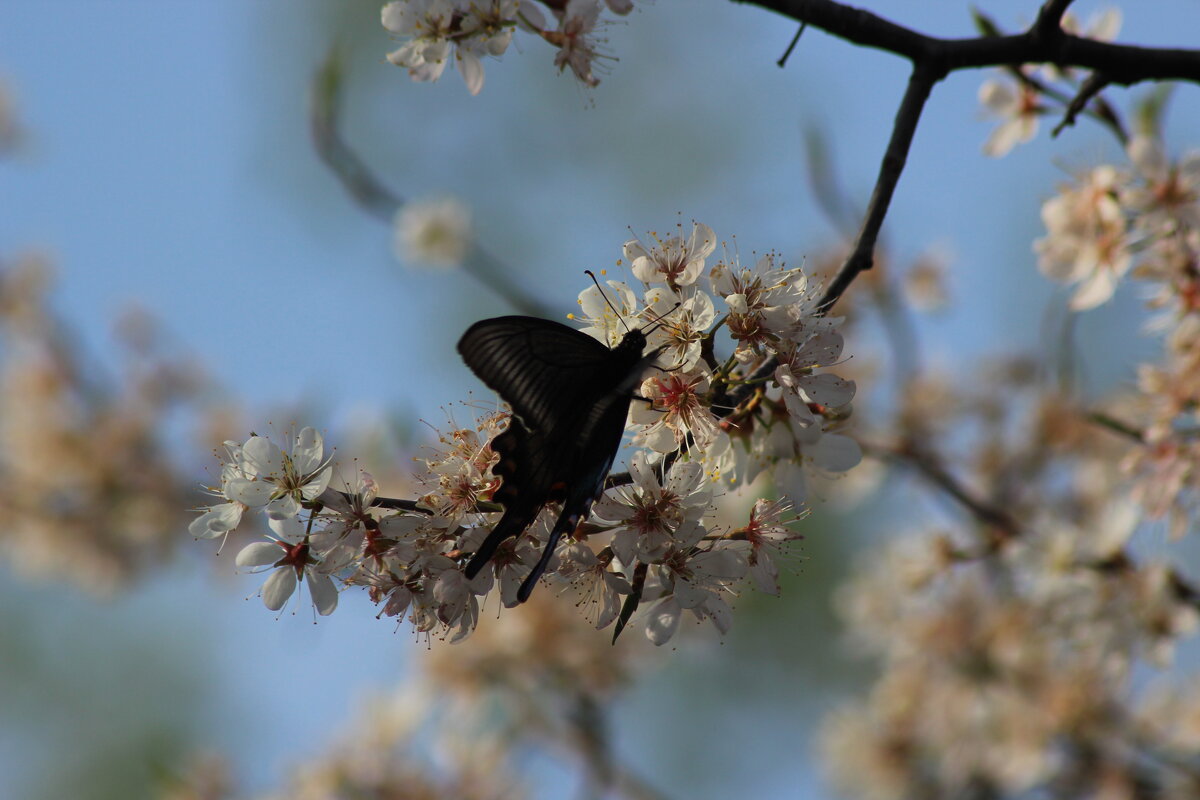 цветут сады - Наталья Штанулина