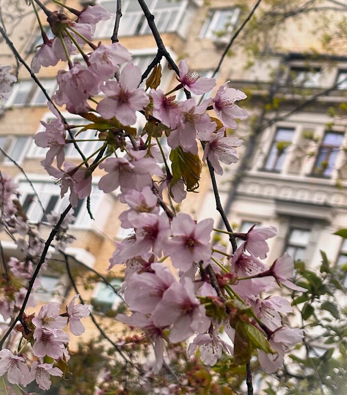 *** - Мария - Maria