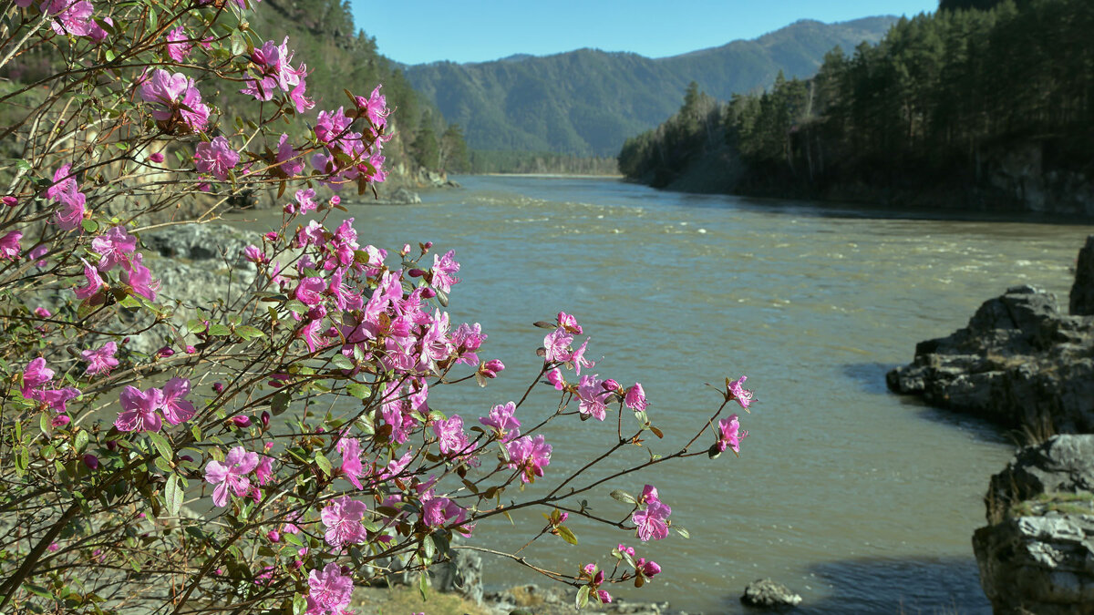 Весеннее... - владимир 