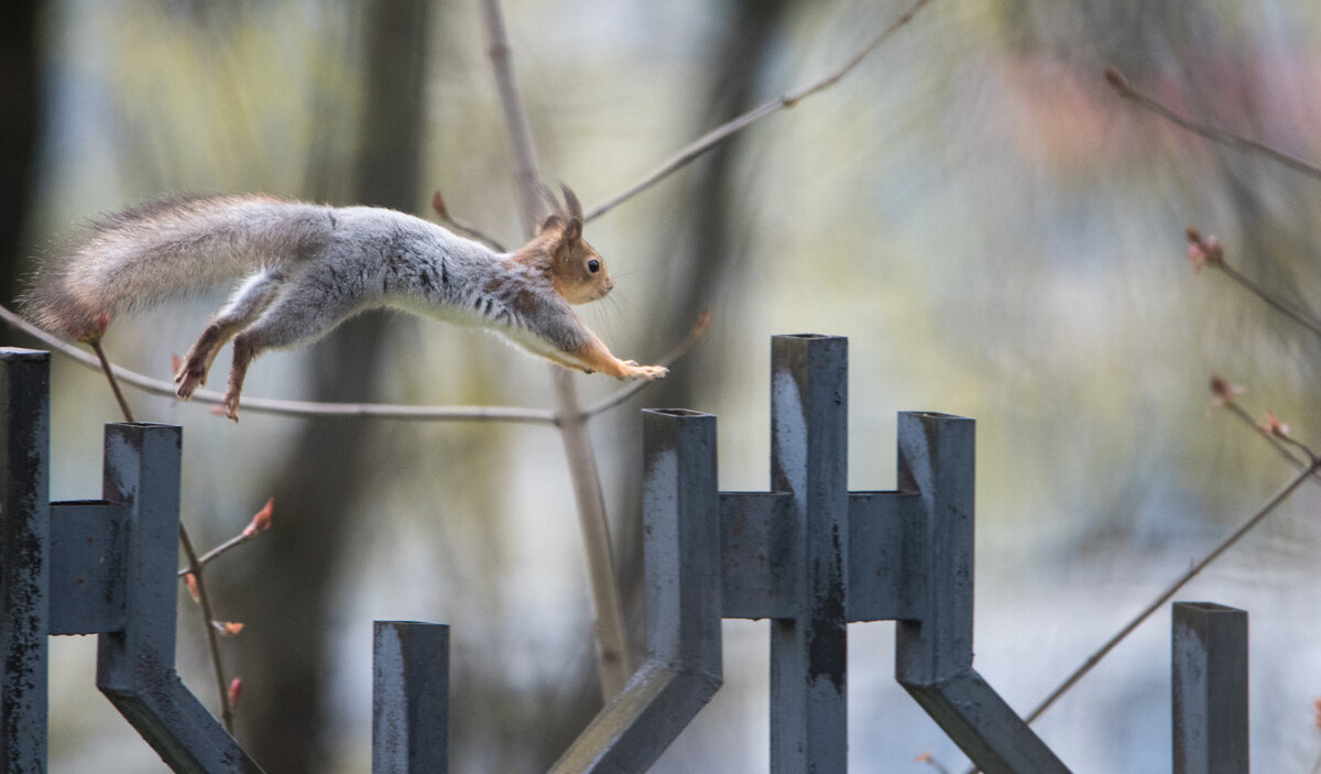 ГТО для белки. Прыжок - Владимир Безбородов