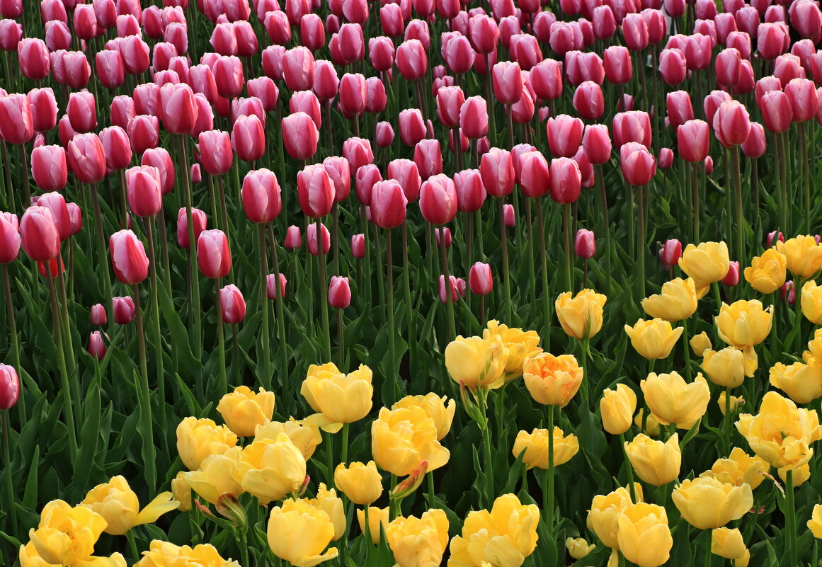 *** - Игорь Kуленко