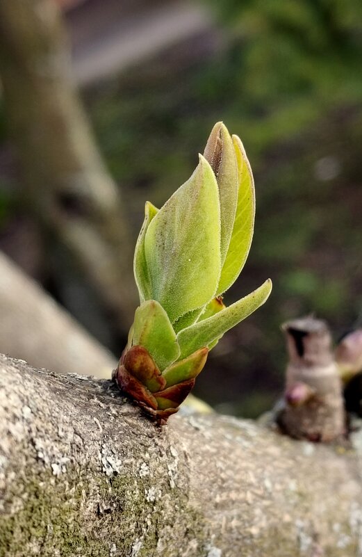 Проклюнулся... - Александр Кондаков