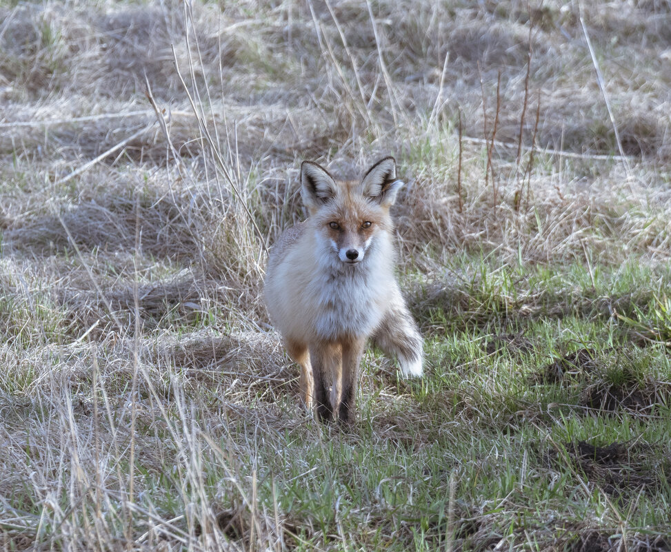 ***** - Володька Завитушкин