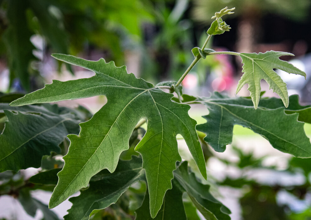 *** - Светлана SvetNika17