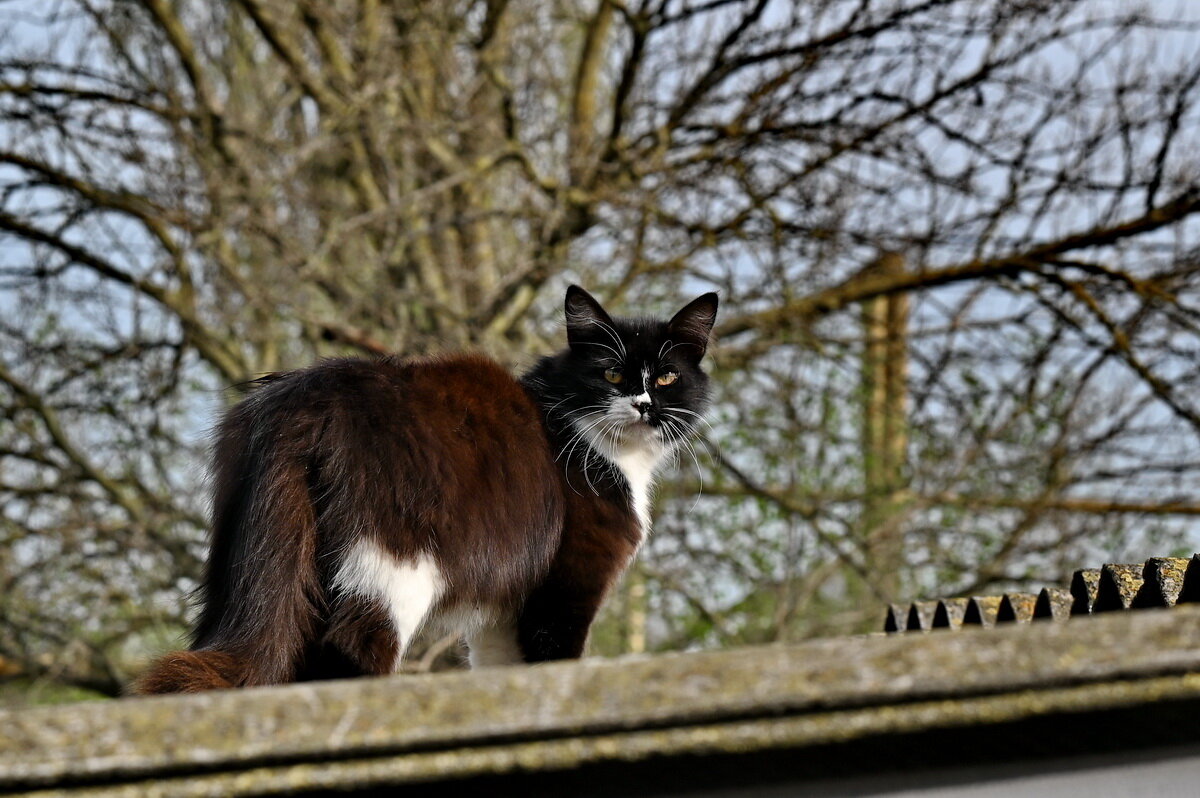 Станичник... - Николай Саржанов