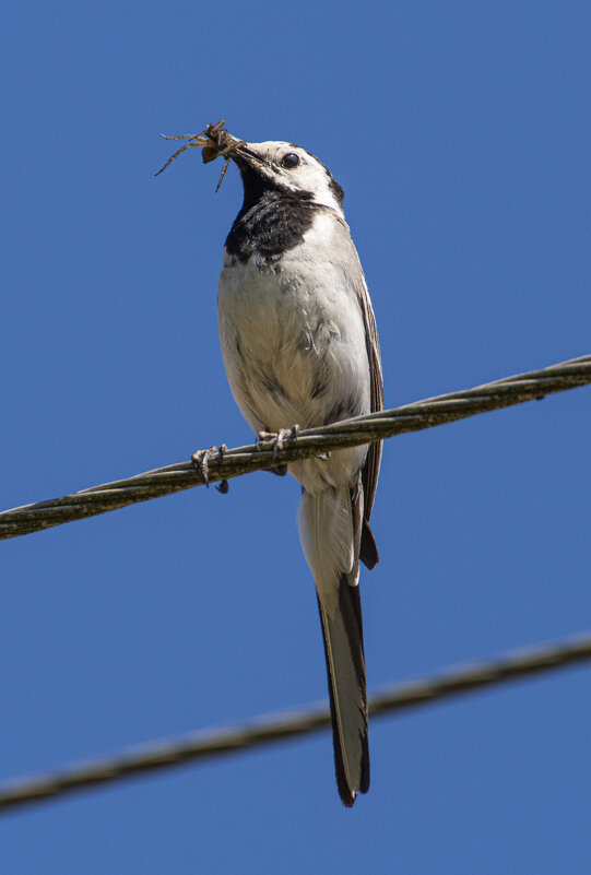 Перекус - Игорь 