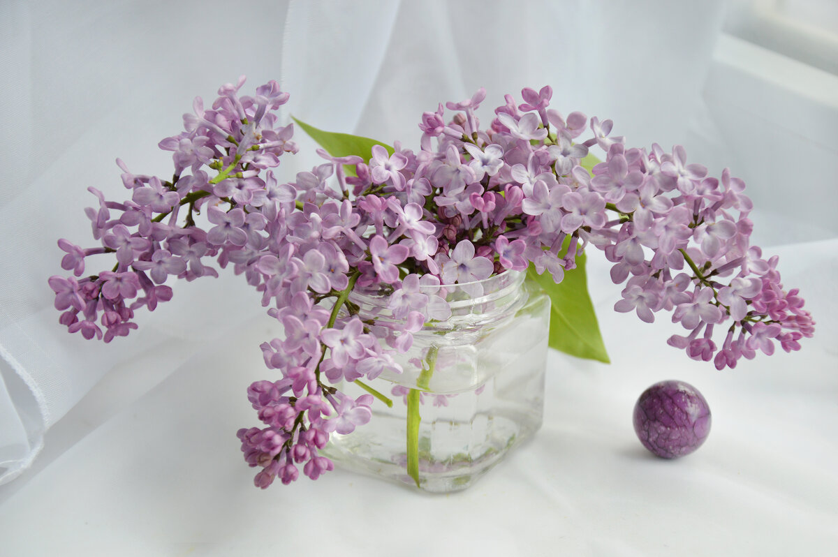 К маю расцвела... - Надежда Куркина 