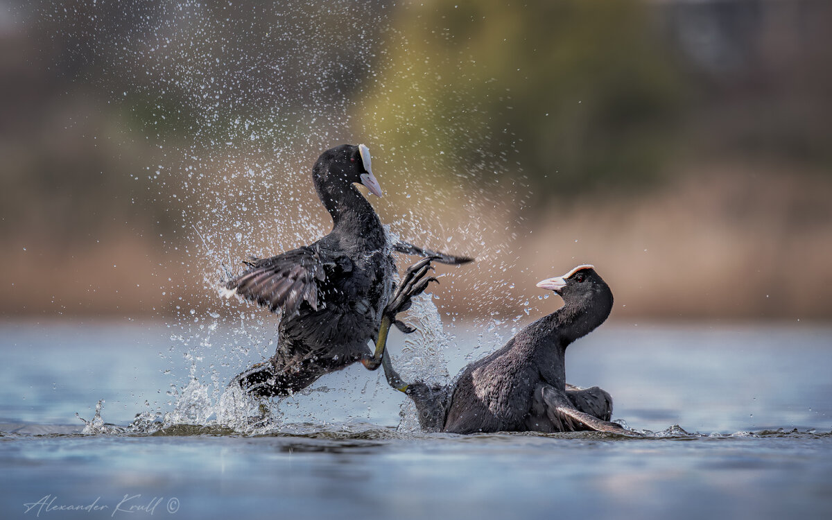 Запрещенный прием - Александр К.