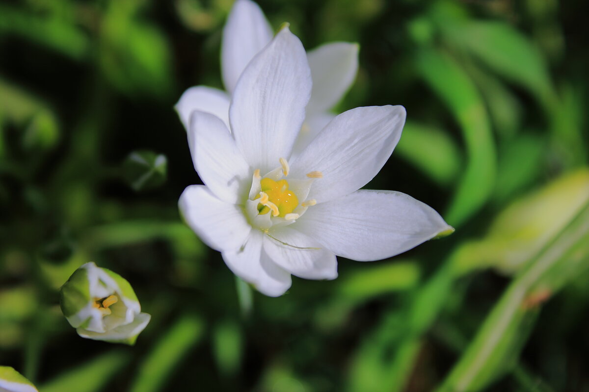 * - Николай Я