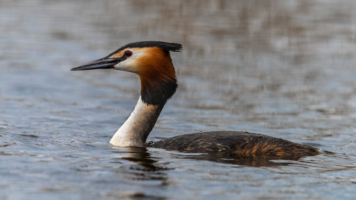 Чомга - Владимир Лазарев