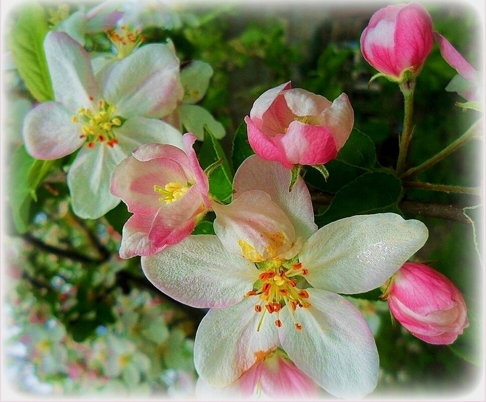 Цветение яблони - Наталья ***