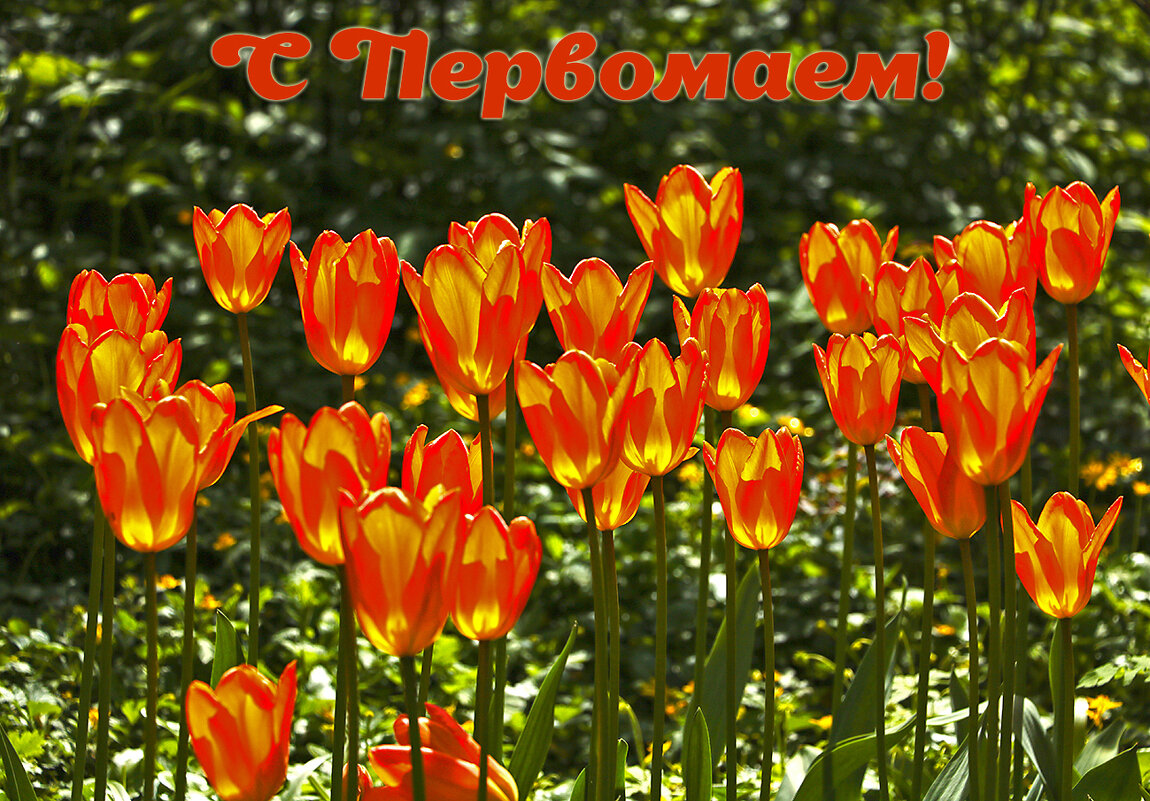 С праздником! - Светлана 
