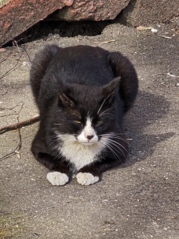 Котики - Andrew 
