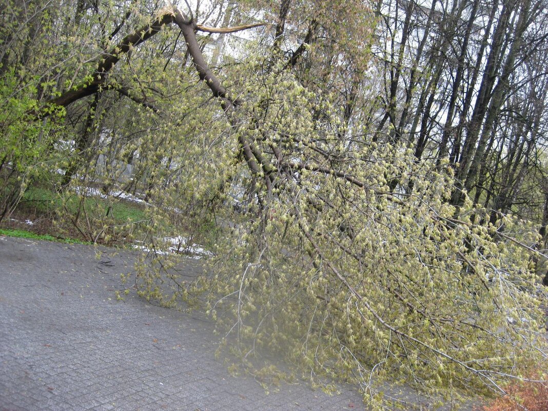 Дерево в парке - Дмитрий Никитин