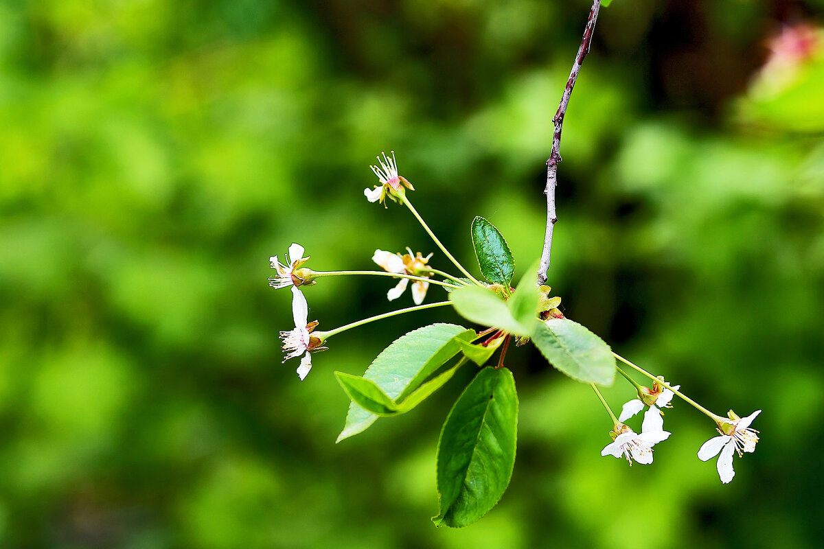 Скоро будут вишенки - Юрий Гайворонскiий