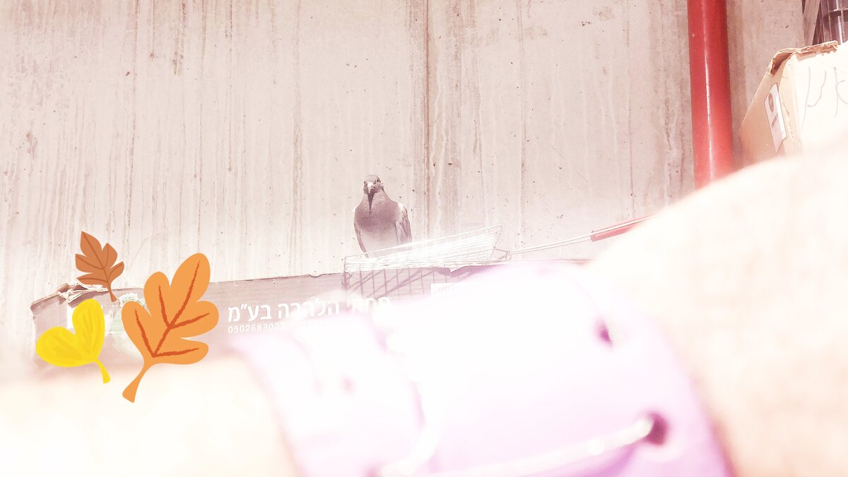 14  КЛОС (216) - CLOSE WAYS ALL
