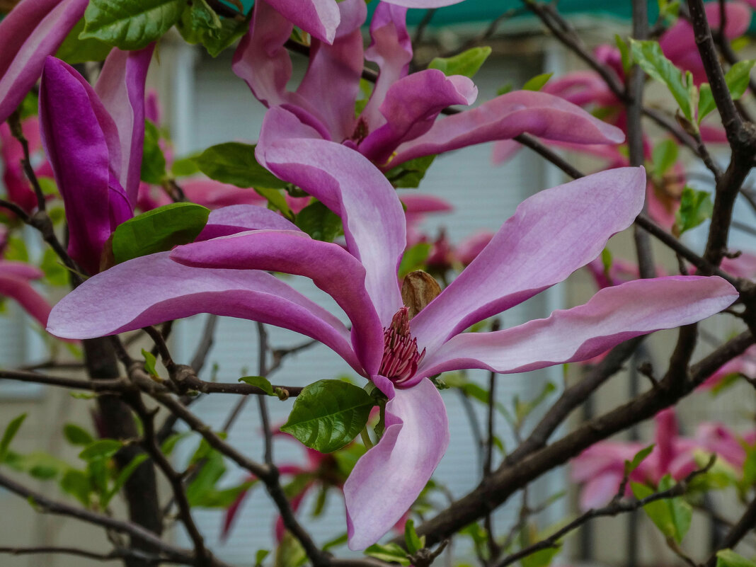 Магнолия лилиецветная (Magnolia liliiflora) - Татьяна Машошина Магнолия лилиецветная (Magnolia liliiflora) - Татьяна Машошина
