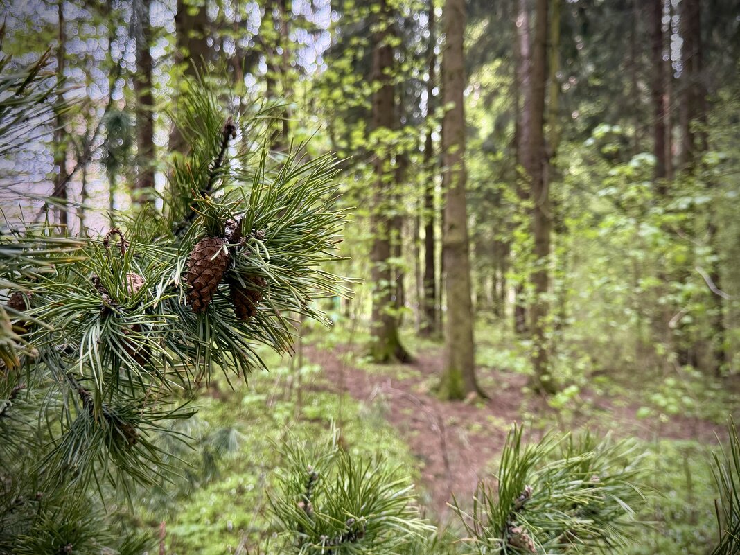 В лесопарке - Любовь 