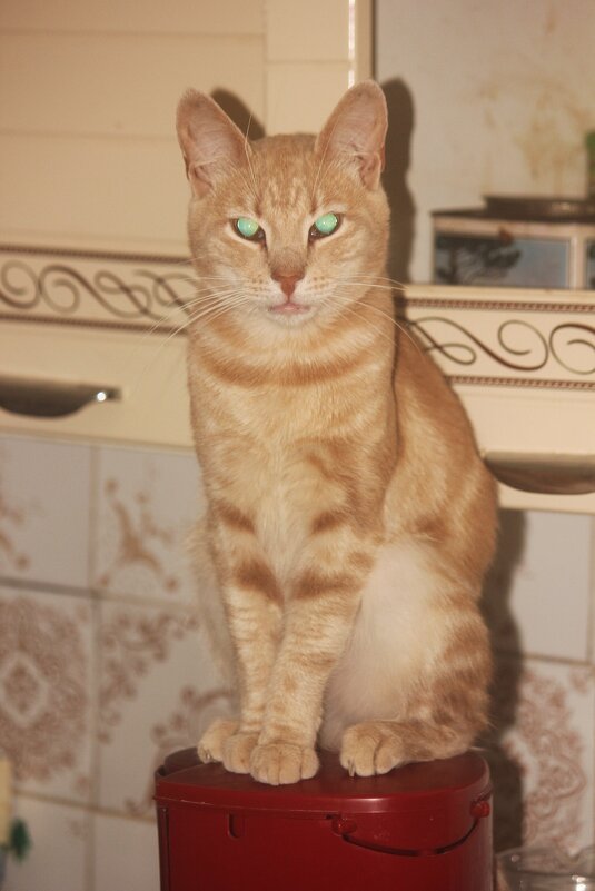 Стëпа - Сергей Кочнев