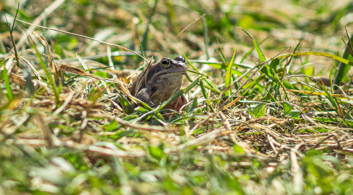 A frog in the grass on a spring day | 13 - Sergey Sonvar A frog in the grass on a spring day | 13 - Sergey Sonvar