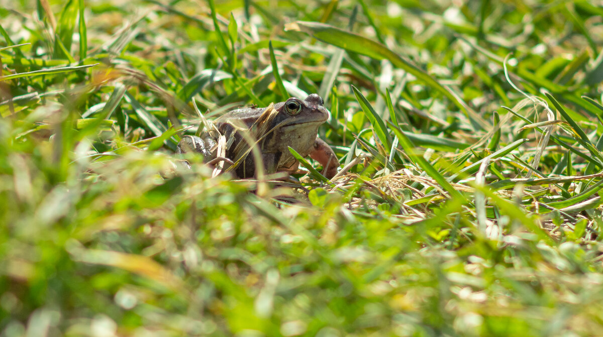 A frog in the grass on a spring day | 18 - Sergey Sonvar A frog in the grass on a spring day | 18 - Sergey Sonvar