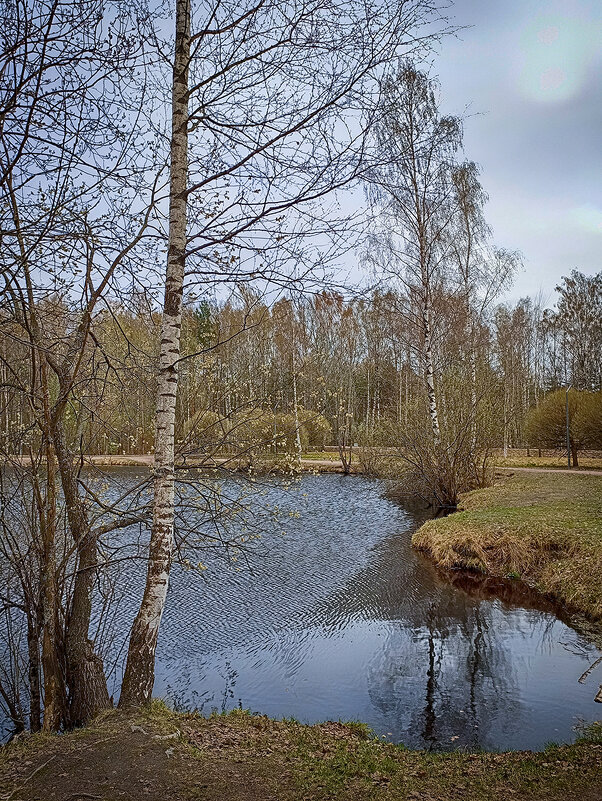 Весна. Парк Сосновка. - Лилия *