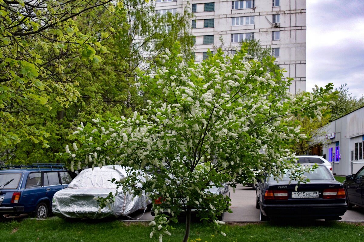 Черёмуха обыкновенная - Олег Черёмуха обыкновенная - Олег