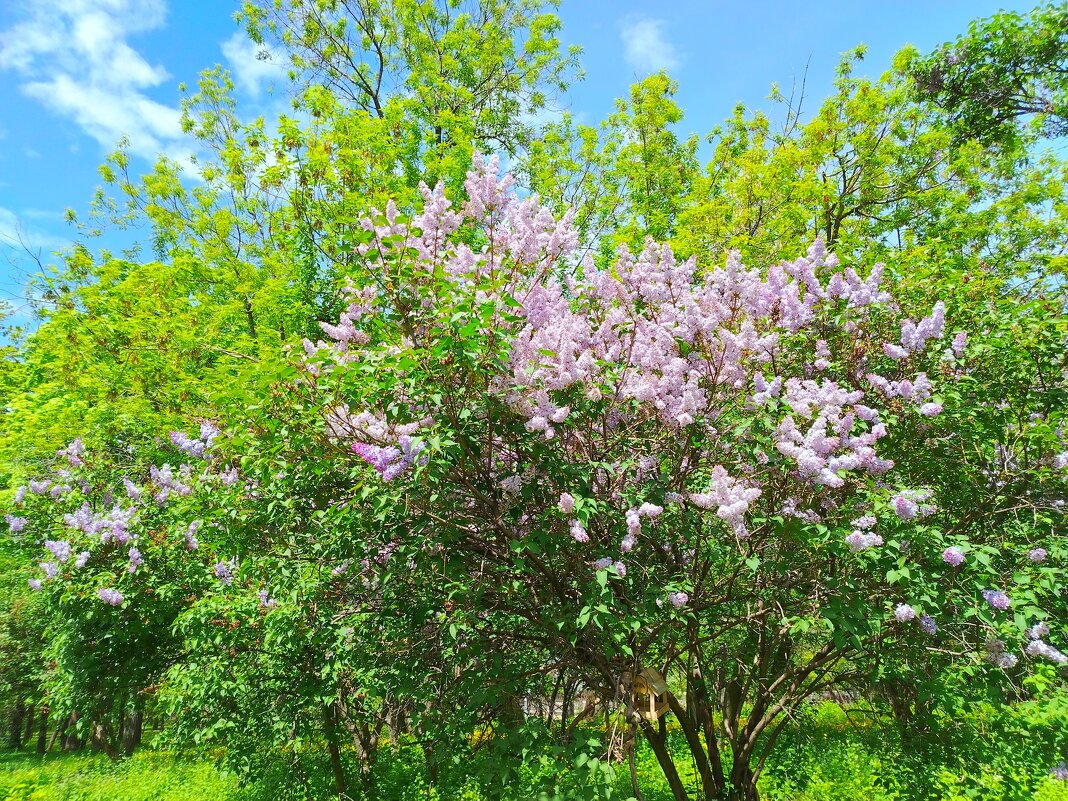 Сиреневый куст - Надежда 