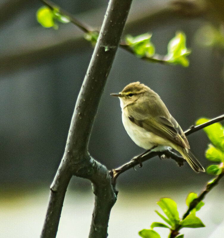 весна : птицы прилетели. - petyxov петухов