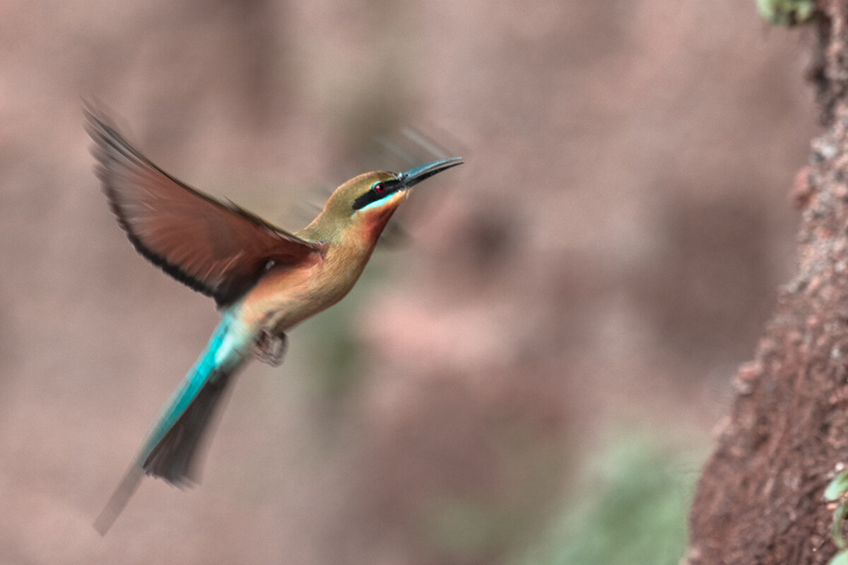 Blue-tailed Bee-eater (philippinus) - Yudong Liu