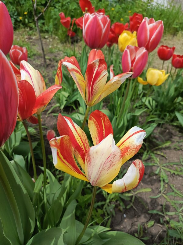 Пестрые тюльпаны - Татьяна Пальчикова