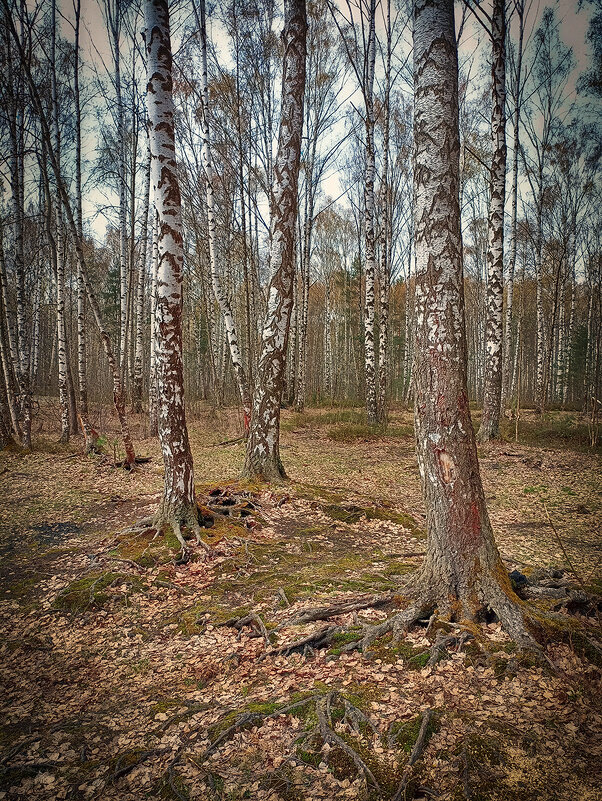 Весна. Парк Сосновка. - Лилия * Весна. Парк Сосновка. - Лилия *