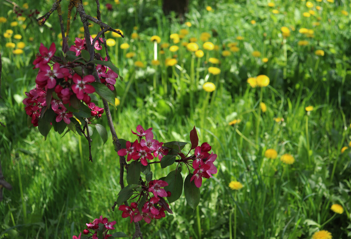 Под яблоней. - Наталья Лунева 