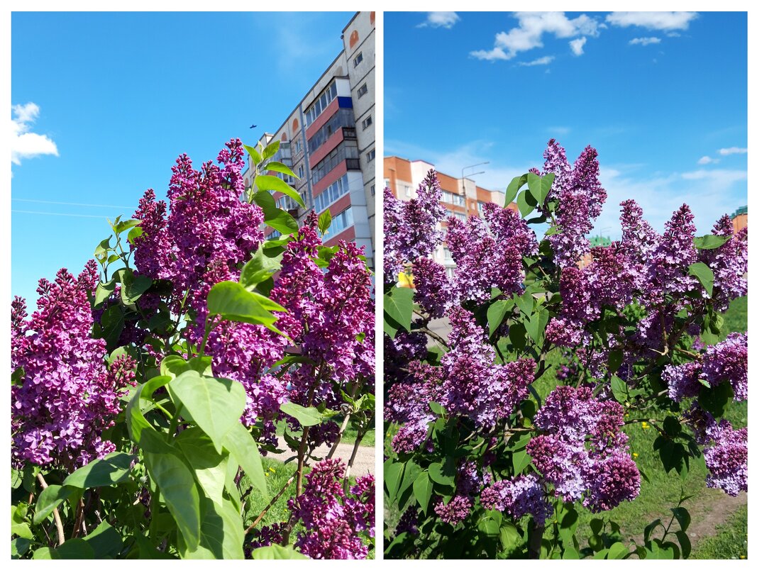 Май - Венера Чуйкова