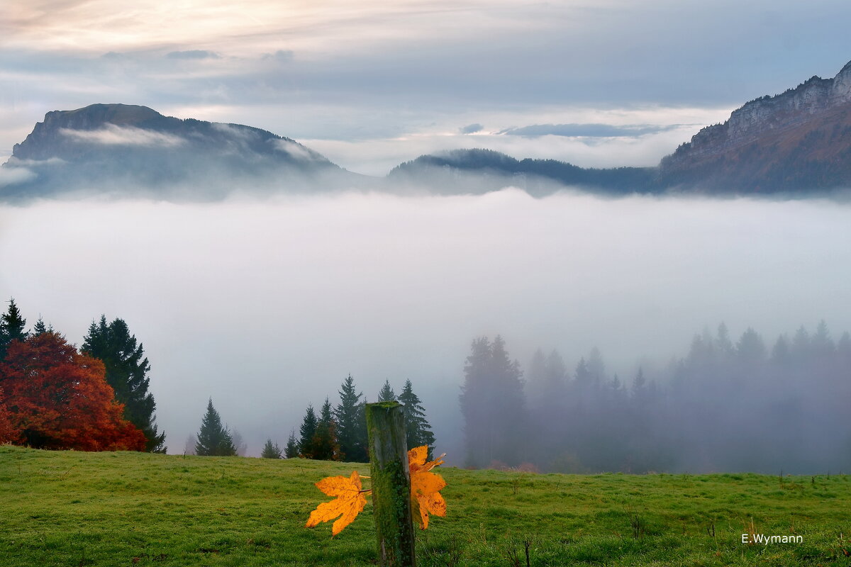 misty morning - Elena Wymann