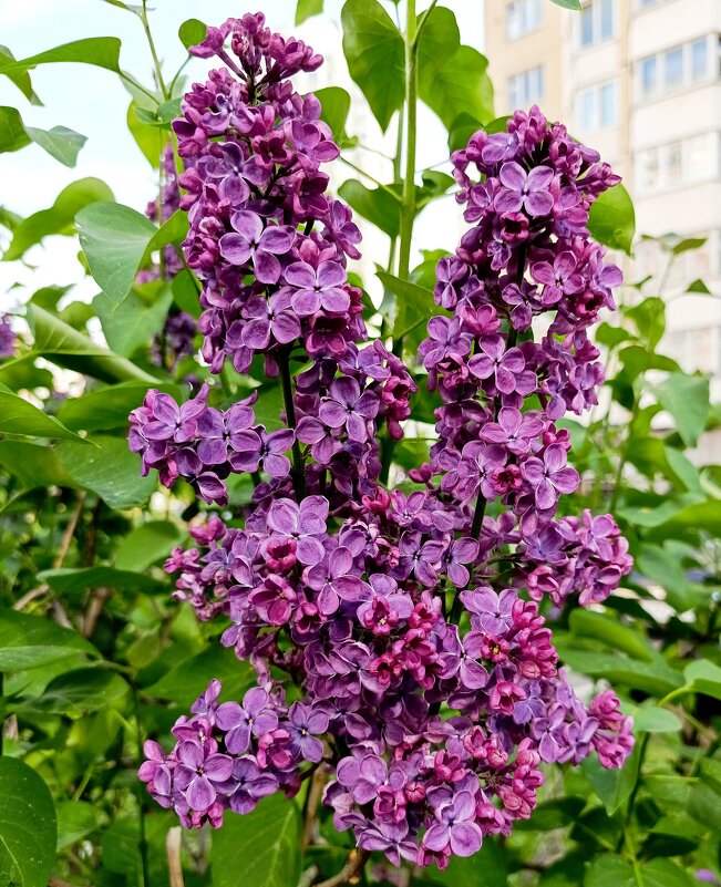 Ветка сирени - Татьяна Тюменка